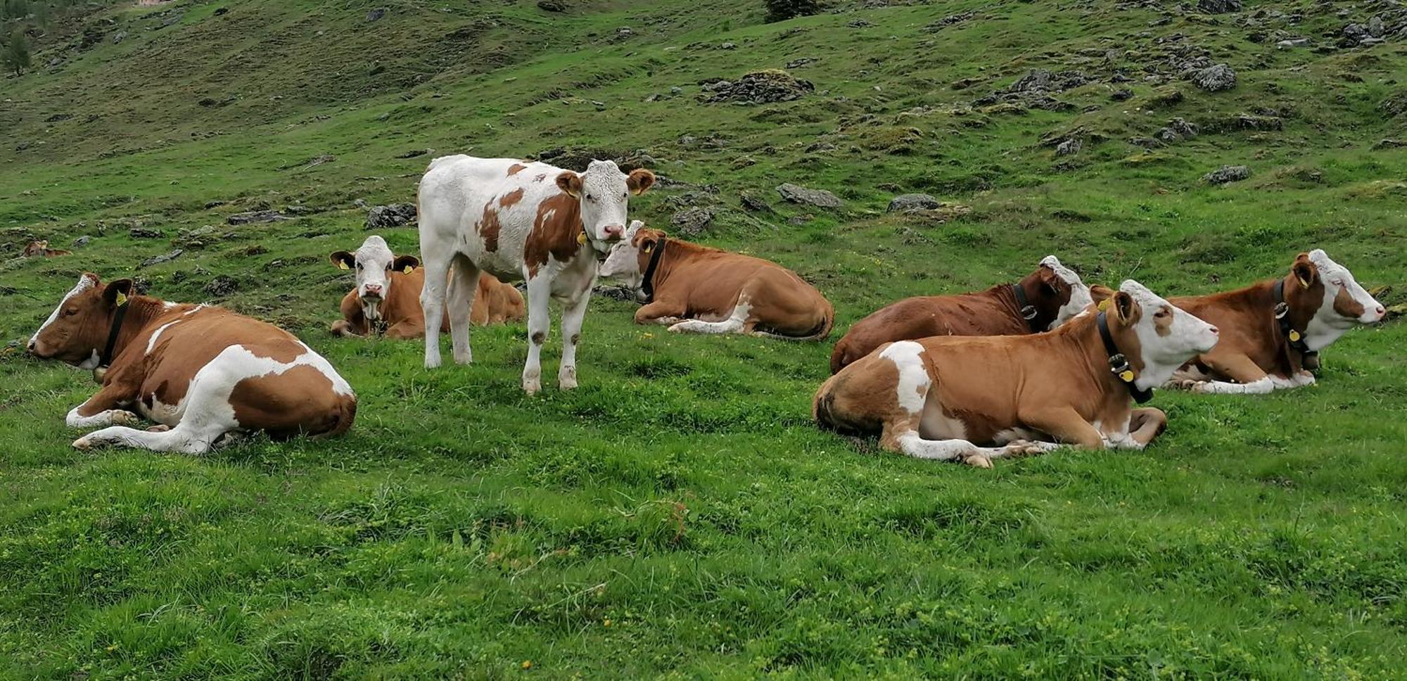 فندق Oberjahrl Ahrntal المظهر الخارجي الصورة